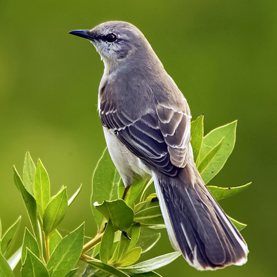 Mockingbird