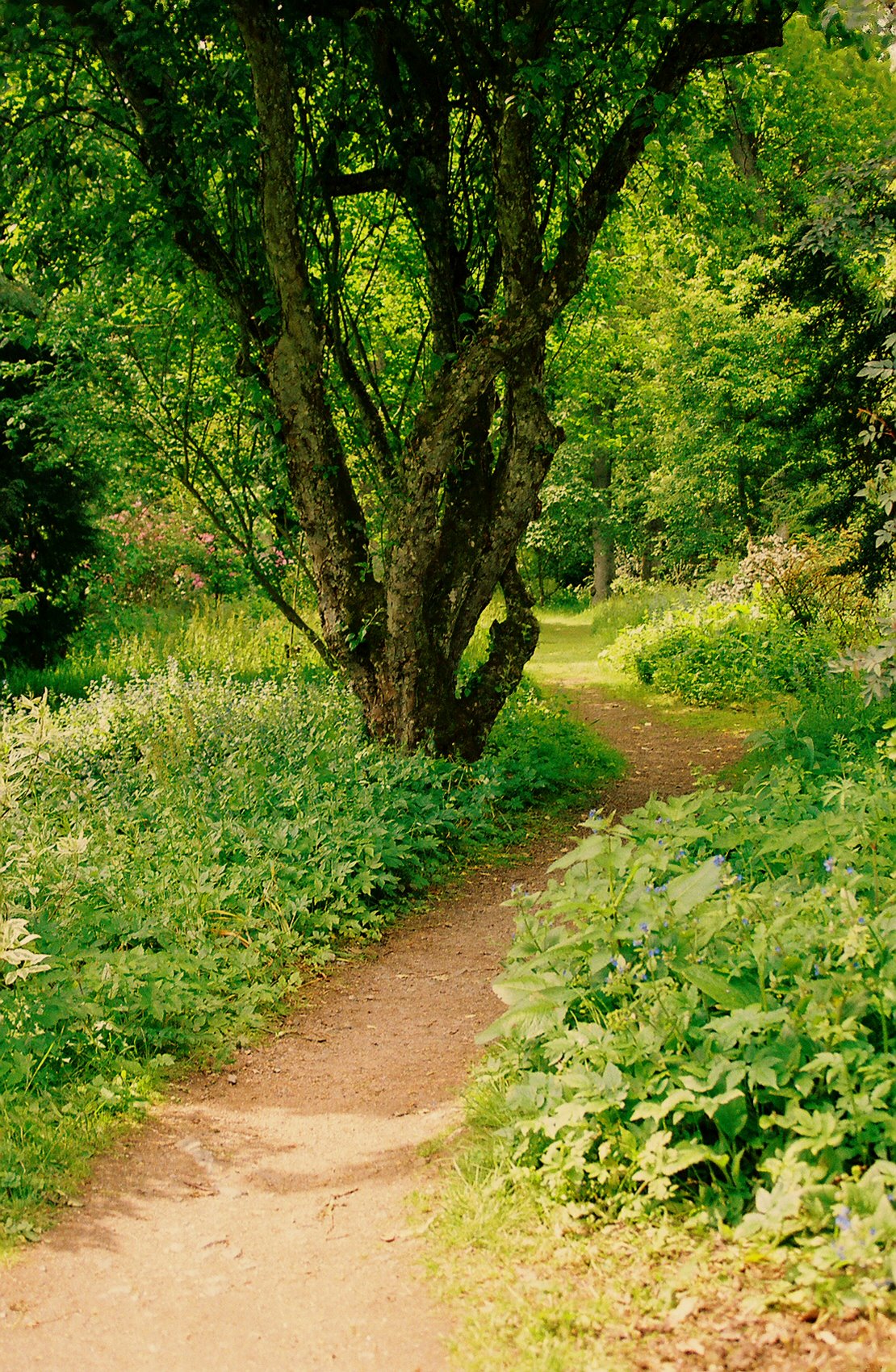 Winding path through a wood